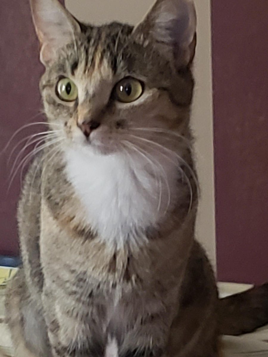 GenaMSwarrior's tweet photo. My sweet Tini. She helps me when I'm down in the dumps. 🧡🙂🧡 #MSpets https://t.co/MyLZxtPIjA