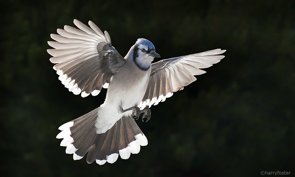 The storm is over, everyone cleaning up, some neighbours coming up to 30+ hours without power. The Blue Jays and other birds seem to have taken it all in stride, our house Wrens are back and just waiting for the Humming birds now. Happy Sunday everyone!🙂
