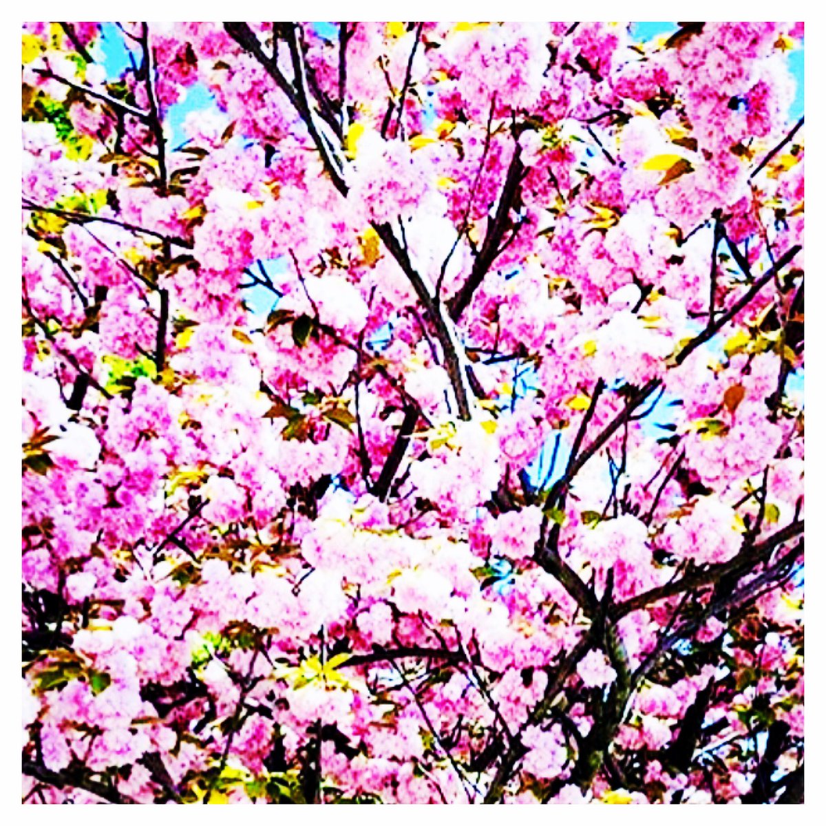 #Spring #CerisierJaponais 🌸🌸🌸#Paris #Paris7 🇫🇷 ©ContreJour