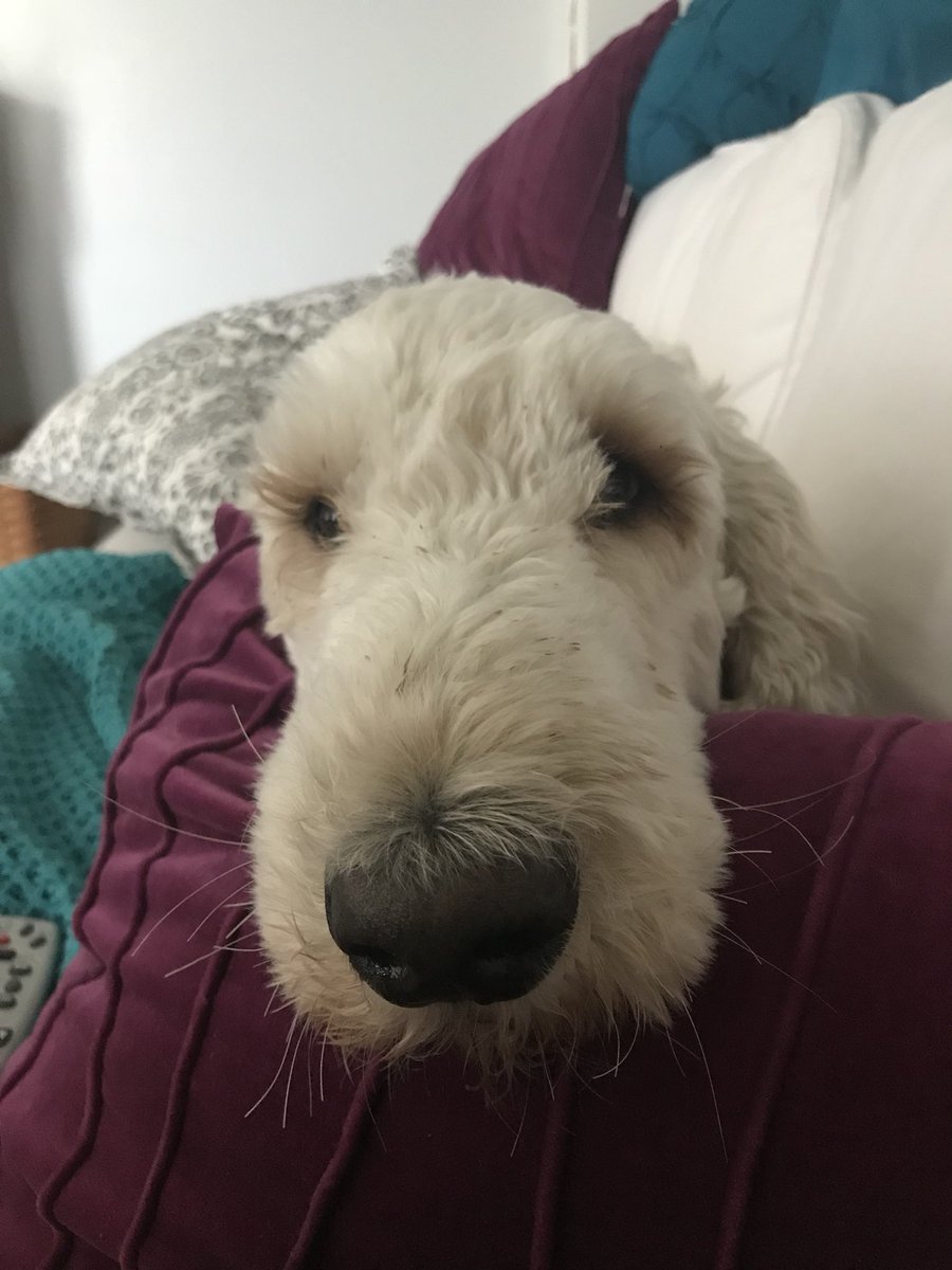 dontbother_me2's tweet image. Someone wants to play #lifeofMax