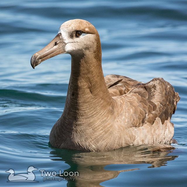TwoLoonPhoto's tweet photo. Black-footed Albatross (Phoebastria nigripes or BFAL) at Birding At Sea⠀
Brookings, Oregon⠀
_____________________⠀
#BlackFootedAlbatross #Albatross #PhoebastriaNigripes #BFAL #BirdingAtSea #Brookings #Oregon #OregonBirding⠀
⠀
#planetbirds #your_b… https://t.co/a07DWXEdT8 https://t.co/r4PXSBfBru