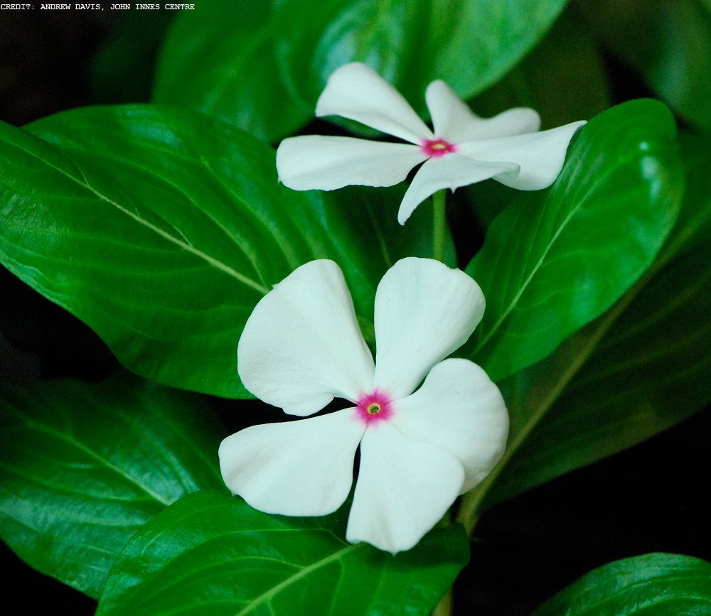ScienceMagazine's tweet photo. The Madagascar periwinkle produces a compound that's commonly used to treat cancer. A new study puts the finishing touches on understanding how it's made: ($) https://t.co/H6YxLHwHVi https://t.co/ODMted2YHp