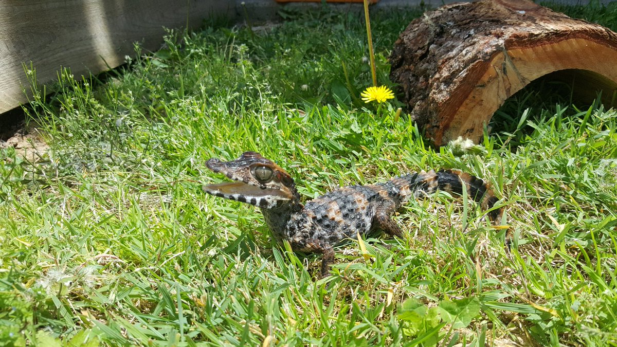 PaulVoight's tweet photo. Happy!  
#dwarfcaiman #caiman #crocodile #pet #paleosuchuspalpebrosus https://t.co/2eRdgght0V