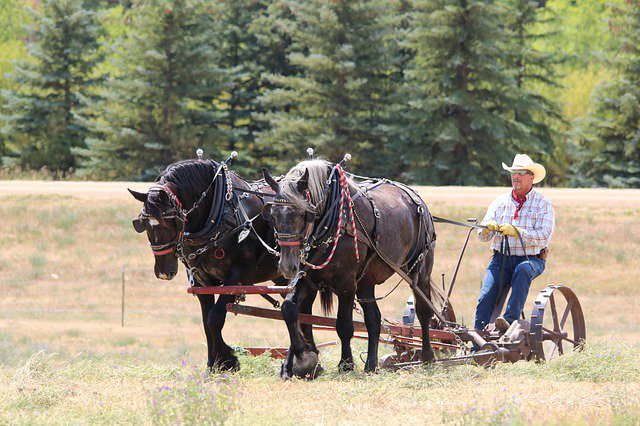 Thehorsebarn2's tweet photo. Photo By jmrockeman | Pixabay 
 #horses #draftteam https://t.co/QlOrPHcMS9