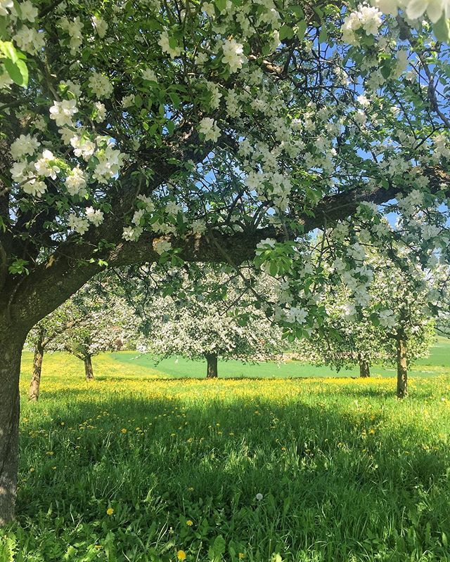 stoneysteiner's tweet photo. Primavera in Svizzera. ☀️☀️☀️
#jjmobilephotography  #instaamici #vsco #vscocam #liveauthentic #thatsdarling #darlingmovement #flashesofdelight #livethelittlethings #nothingisordinary #thehappynow #welltravelled #visualsoflife #visualsgang #passio… https://t.co/nm7uRE11qd https://t.co/L1HPPcbhsA