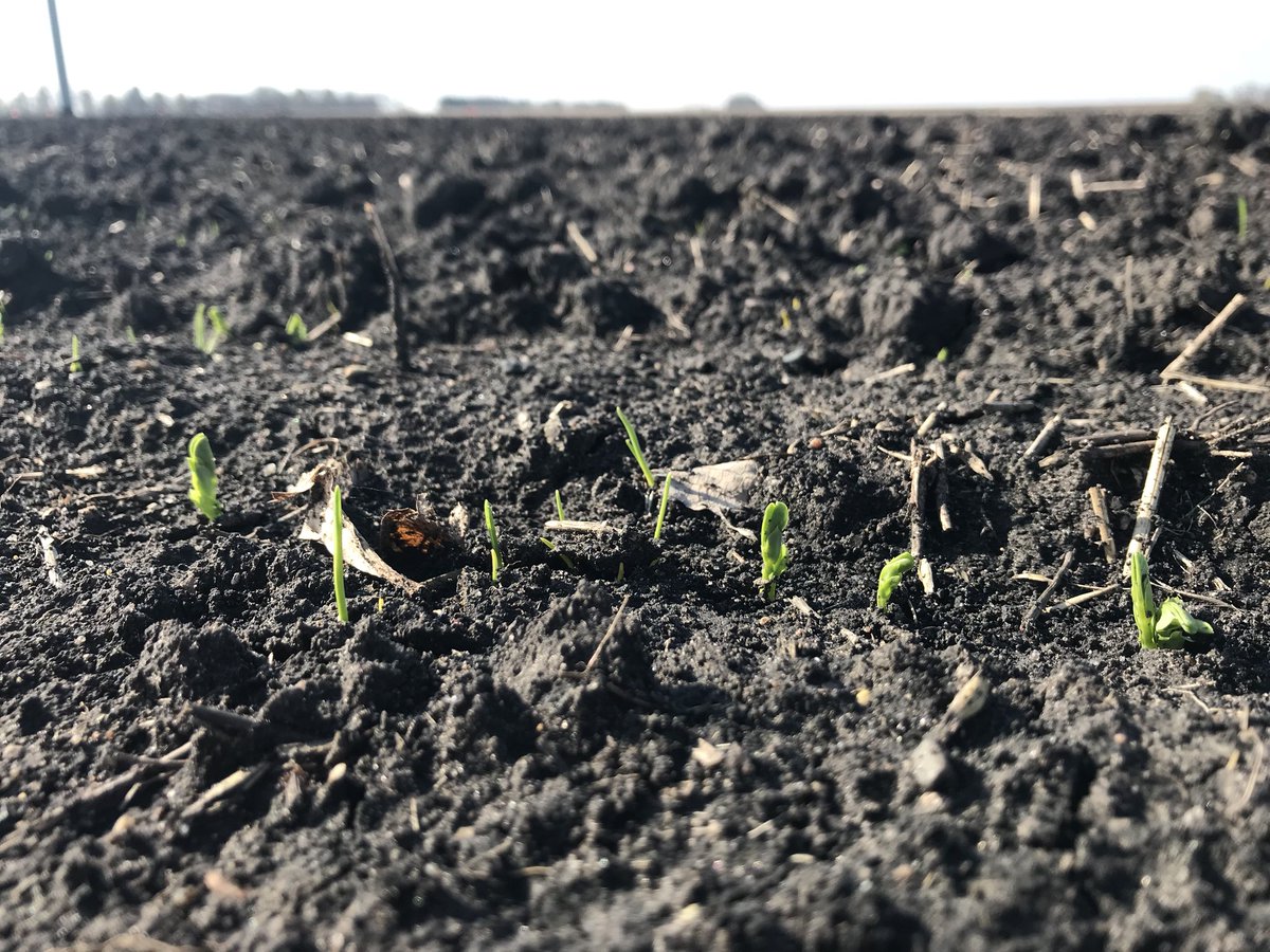 If we plant a pea/oat cover crop, how much nitrogen can it provide to the broccoli that follows it? Let’s find out.