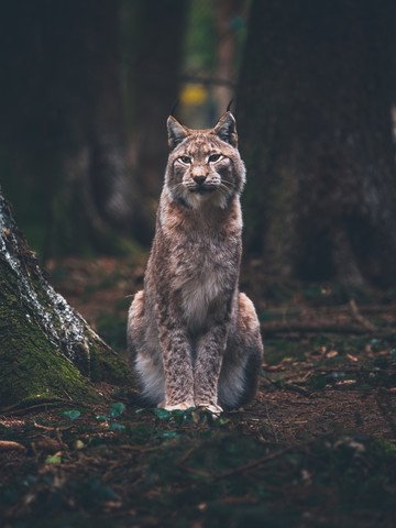 photocircle_net's tweet photo. Posing Lynx by Gergo Kazsimer #adventure #wilderniss #outdorr #lynx #luchs #cat #woods @gergok #wallart #prints #fineartforabetterworld #poster #acrylglasbilder #abenteuer #posing #picoftheday https://t.co/6gb8YJgdWi