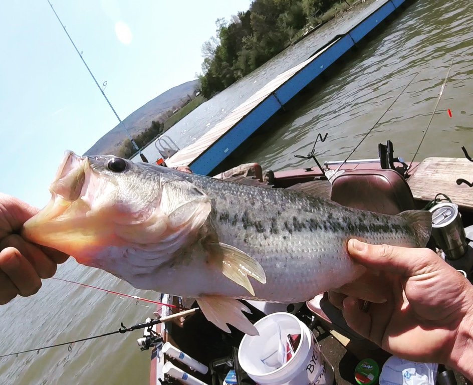 Fattie from Wednesday, and a new video comin soon! #fishing #bassfishing #largemouthbass #youtube #bassnation #creator