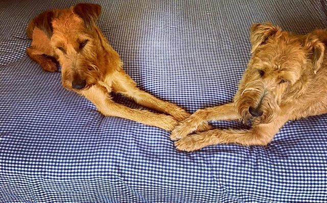 GuyStock's tweet photo. โค๏ธ these two. #BuddyNorah #TouchingPaws
#irishterrier #irishterriersofinstagram #irishterrierlovers #irishterrierlove https://t.co/ys8EffQMxe https://t.co/ogDNbvVYNK