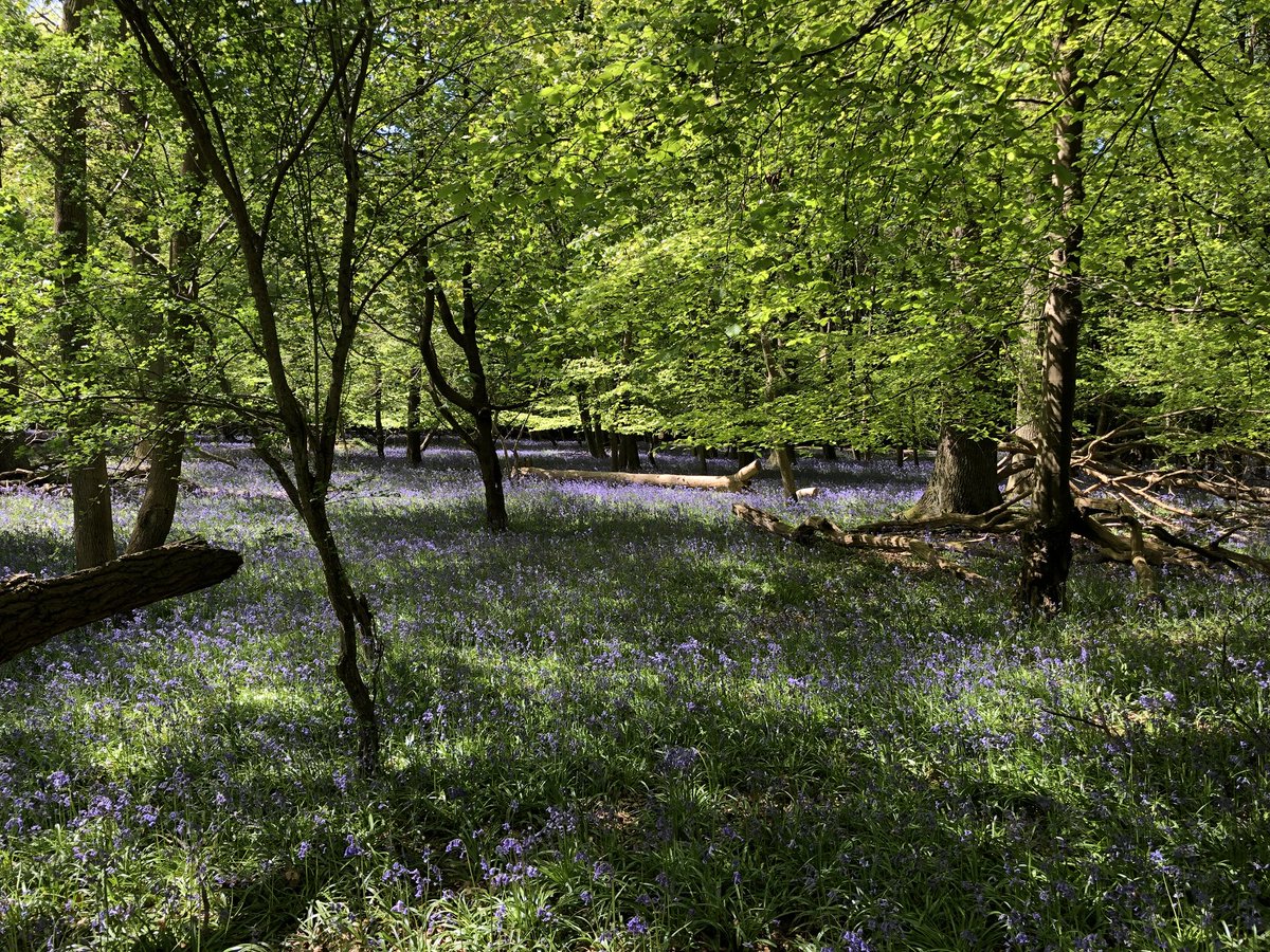 Bluebells @AshridgeNT #ashridge #summer #walks