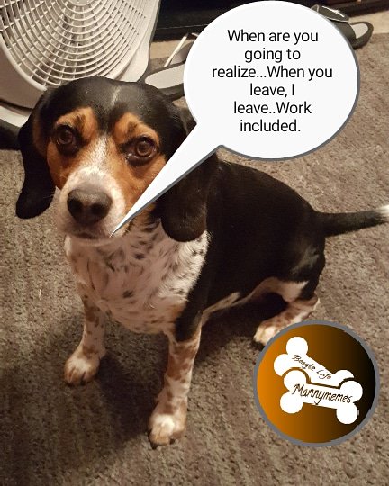 Daddy's not getting it. Ugh! #Dogs #Beagle #Beagles #Beagleattitude #beaglefacts #beaglesofinstagram #Beaglesontwiiter