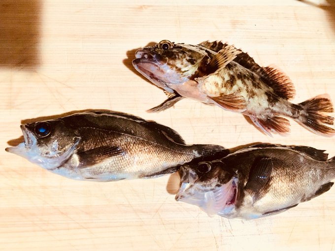 メバルのtwitterイラスト検索結果 古い順