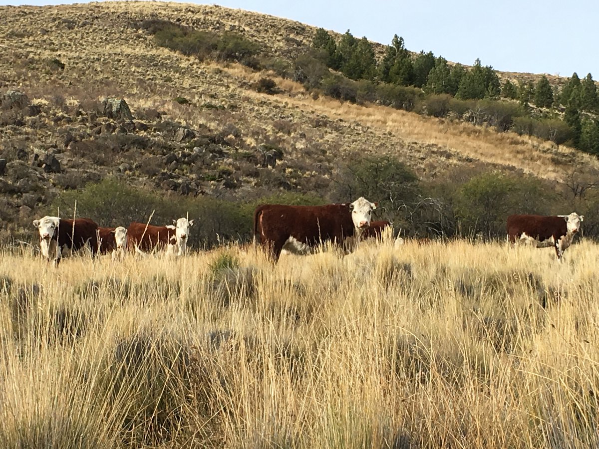 beefmatters's tweet photo. Patagonia is home to thousands of cattle, sheep and goats. Also guanacos! #efjourney #patagonia https://t.co/LxiDQmr3MK