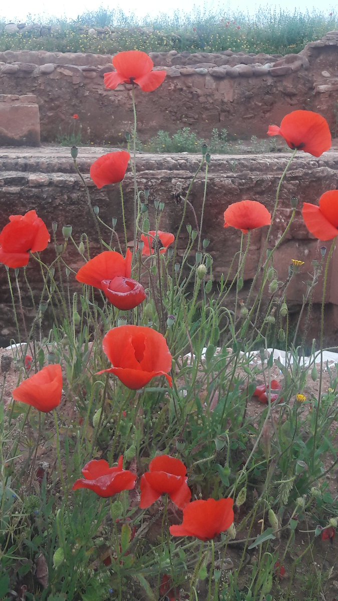 MounaKd's tweet photo. Les coquelicots d'#Aghmat 11e-12e- #Almoravides -21 soufis y sont enterrés. Un palais du 14e tout juste découvert! https://t.co/RggnvGG8fN