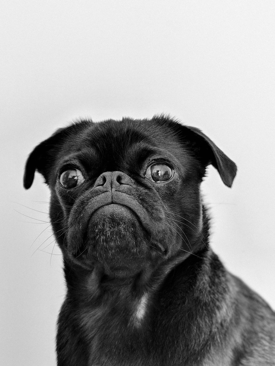 Activ4Pets's tweet photo. What is your Pet upto today? #doglove #petparent #petlove #pethealth #activ4pets #petportrait #dogaltas #dogslife #doggram #dogstyle #dogfilter #dogcollar #dogsofinstagram #puppiesforall #inspiredbypets #lovepuppies https://t.co/InbX26kbML