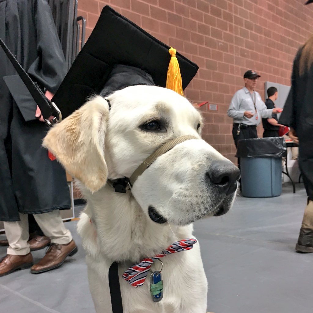 StudentLifeOSU's tweet photo. He’s graduating Magna Cute Laude today - we’re so proud! 🎓😍🐶 #OSUgrad https://t.co/8B2THLPiLc