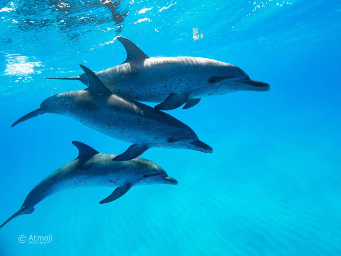 WildQuestBimini's tweet photo. They trust us to come up so close! What a feeling to be scanned and sonared by these beauties. #onelove #unconditionallove #humanpod #wilddolphin #dolphin #Bimini @atmoji https://t.co/9WSSjMNSMb