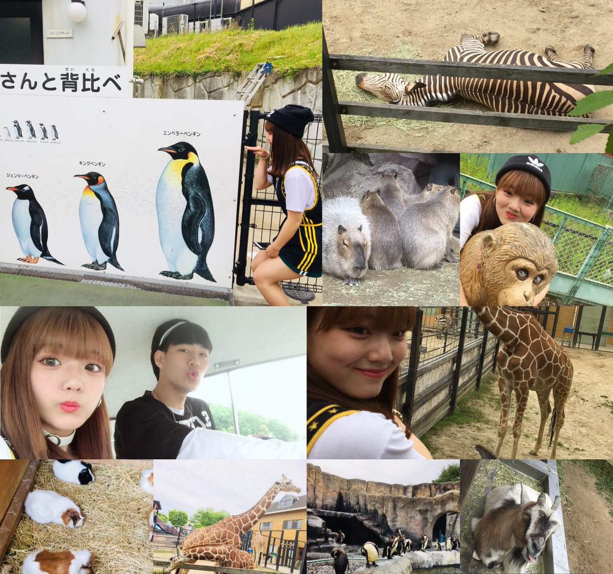Namito777's tweet photo. 5/6 Sunday☔️

Airiと動物園へ🐅🦒🐘🦓🐐🐖
ゴリラいなくて残念🦍🌀
でも久々で雨だったけどボート漕いで楽しかった🚁🌊

その後は駅に戻り旅をしまくってヘトヘト🚍👟
目が腫れて大変だったけど
写真いっぱい撮ってご飯も沢山食べて大満足の1日でした🏳️‍🌈🌟

AiriマミーThanks🌷 https://t.co/GuEXK5rv6b