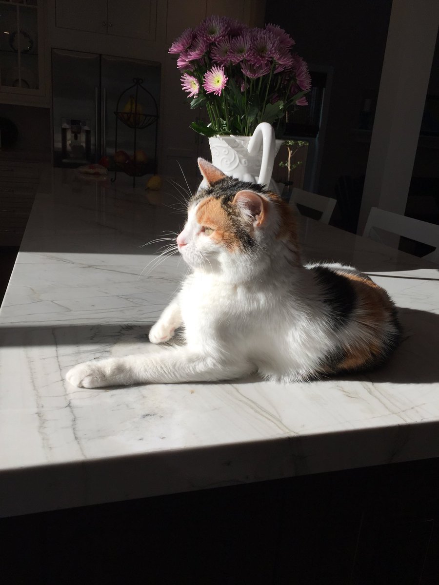GingerHobbes's tweet photo. Sun☀️Day

#SundaysWithChloe #ChloeGroupies #Princess👑 @catsofinstagram https://t.co/cMlUrvBs0o