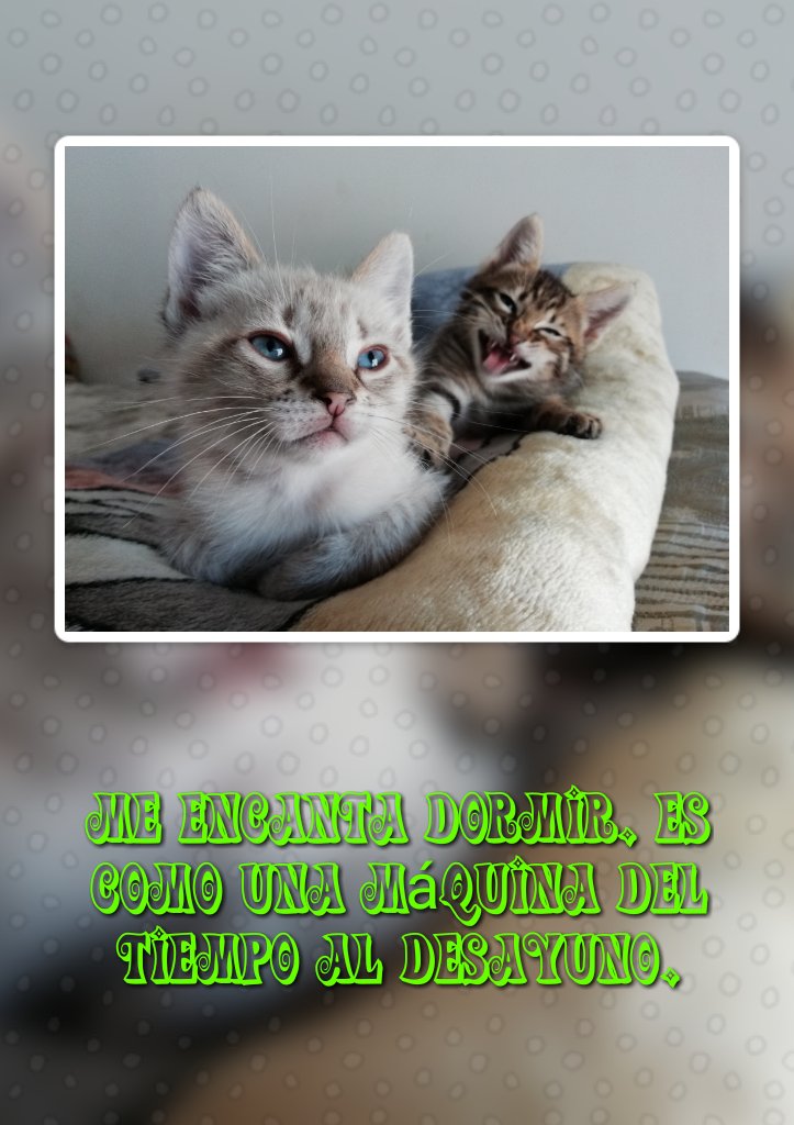 AlfilAndy's tweet photo. #photocaptions #textonphoto #sayings #caption #kittens #gatos https://t.co/NRfIzoofj0