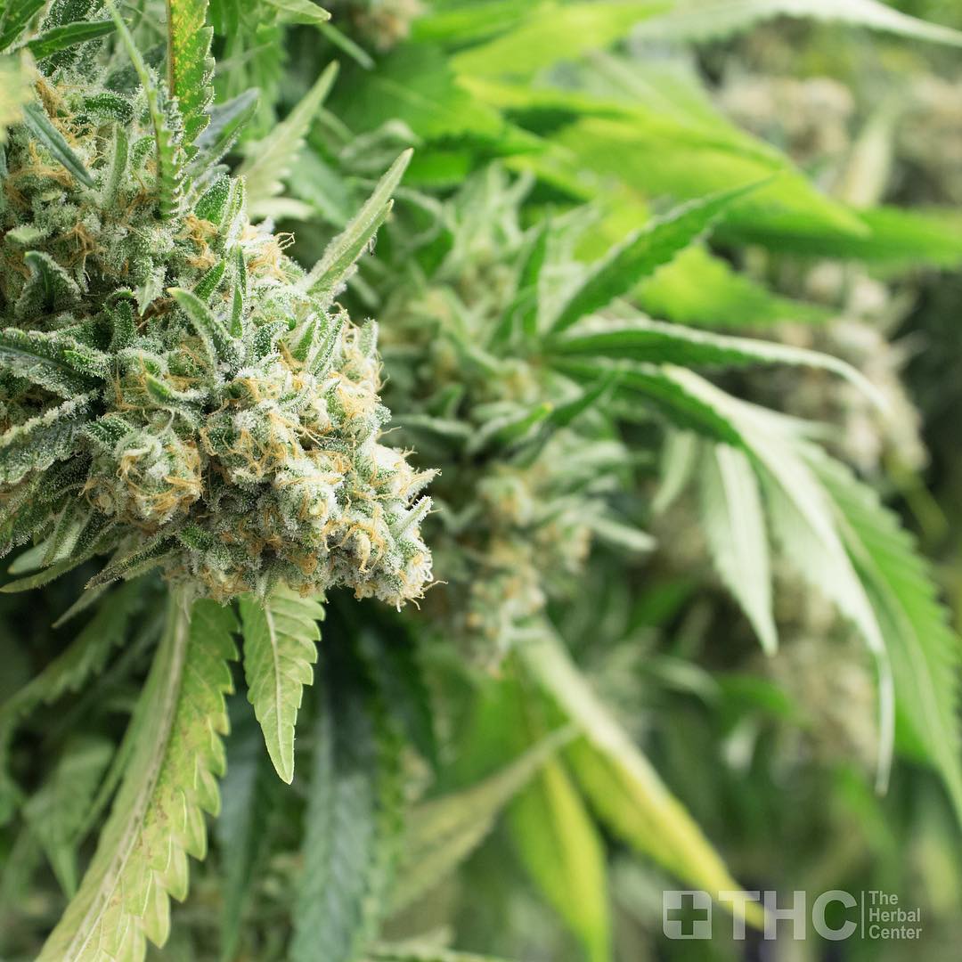 HerbalCenterDen's tweet photo. The Herbal Center takes pride in the weed we grow. We put love and care into every single step that goes into creating these flowers 💚 #allgramsmatters https://t.co/5tXXorC4MU
