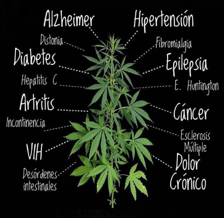 enriquegamarra's tweet photo. Paraguay: el pais que en vez de tener una vigorosa industria farmacéutica, textil y cosmética, prefiere engordar a políticos y policías manteniendo a la marihuana en la ilegalidad. https://t.co/barK19f2f5