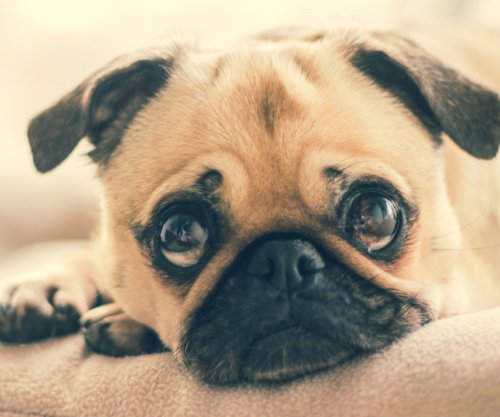 COTPBABY's tweet photo. Every time you 🖤 our tweets a puppy gets adopted. Ok, that is not true. Not even a little. Adopting a puppy is a commitment people! Why on Earth would that be related? Checking out our packages, however, is quick, and easy, and may even entertain you for a minute. #carepackages https://t.co/LVCVMQ0U1N