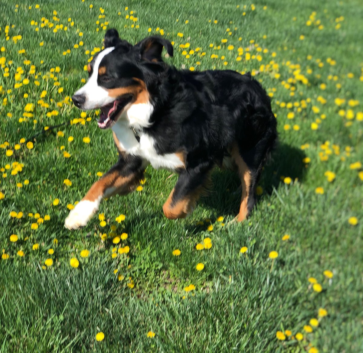 #sundayfunday #bernesemountaindoglovers #run #Nebraska