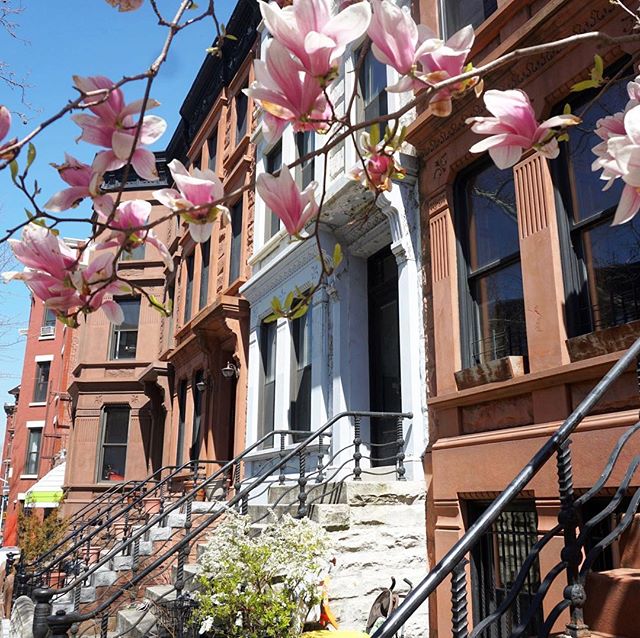GlbetrotterGrls's tweet photo. Magnolia 🌸 Season 💕 #newyorknewyork #brooklyn #springinnyc #brooklynlife #newyorkcity #nycwanderings #brooklynwanderings #magnolia #magnoliatree #magnoliablossom #brooklynbased #brooklynlove #springinbrooklyn #bestofbrooklyn #springblooms #prospectheights… https://t.co/4PvCHx5jRn