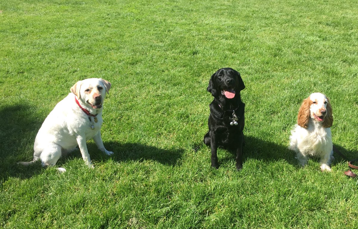 Kika_GuideDog's tweet photo. Aren’t we a good looking bunch? #FreeRun #NewFriends #GreenwichPark https://t.co/s2zMPxtdEl