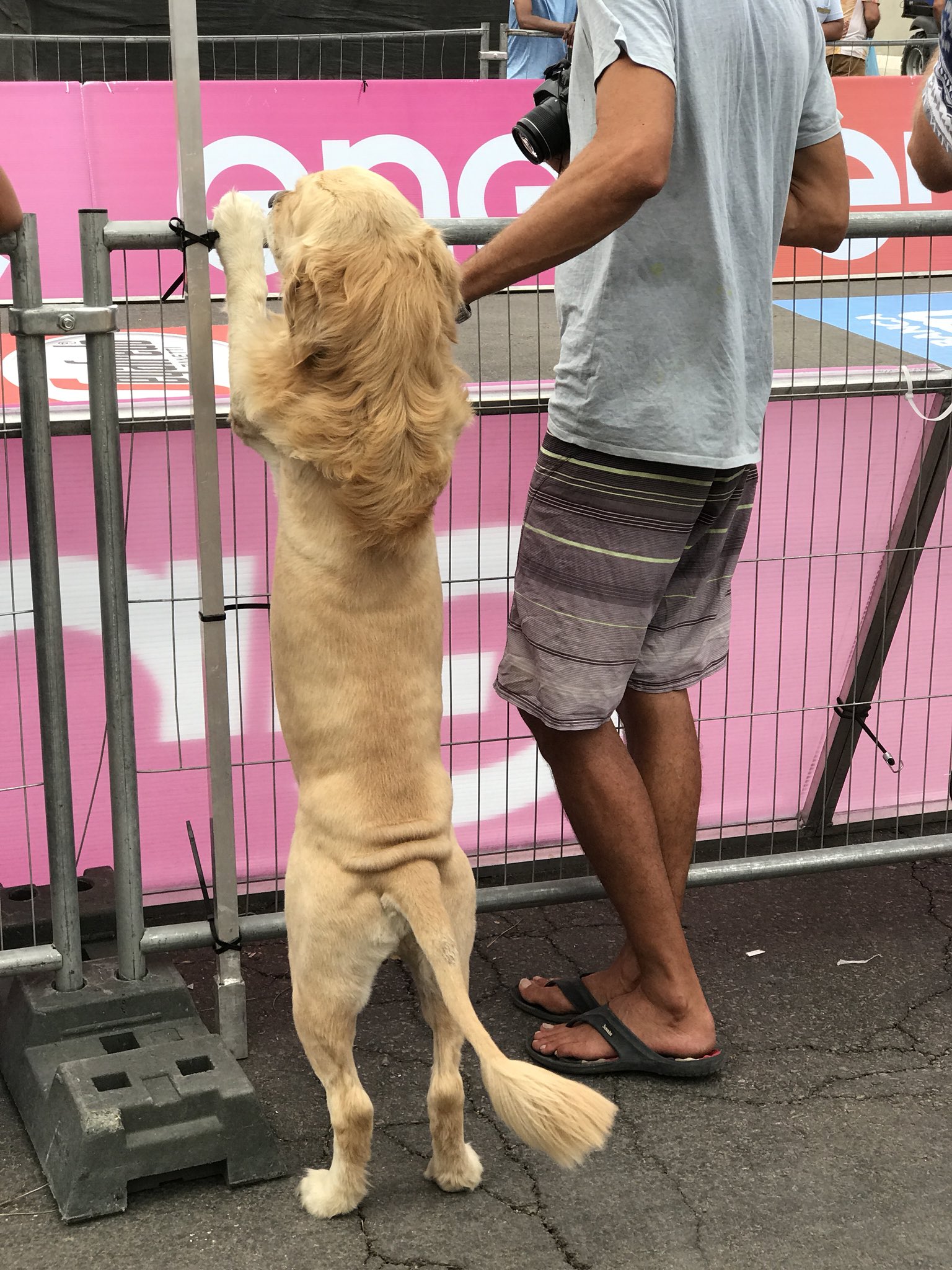 Labrador haircut 2025