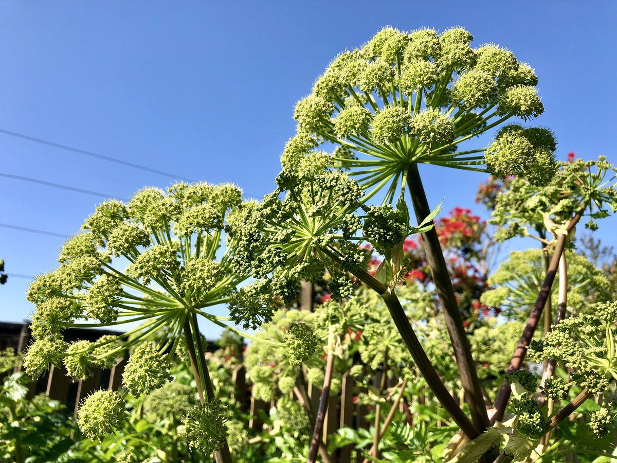 LawrenceWright3's tweet photo. Today is Angelica appreciation day. #inmygarden #cornwall #may #cornishspring https://t.co/F9kyatQNuR
