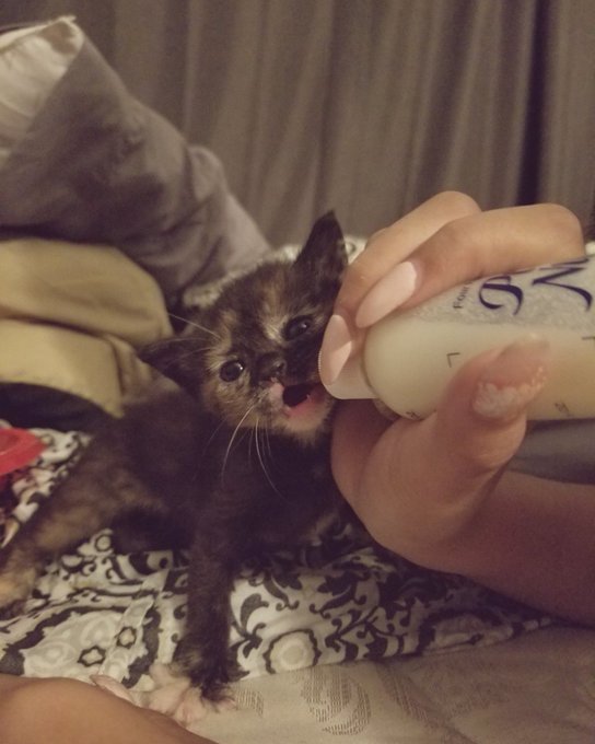 Watch 🌟harmony🌟 hiatus's leaked NSFW photo on TwXstars