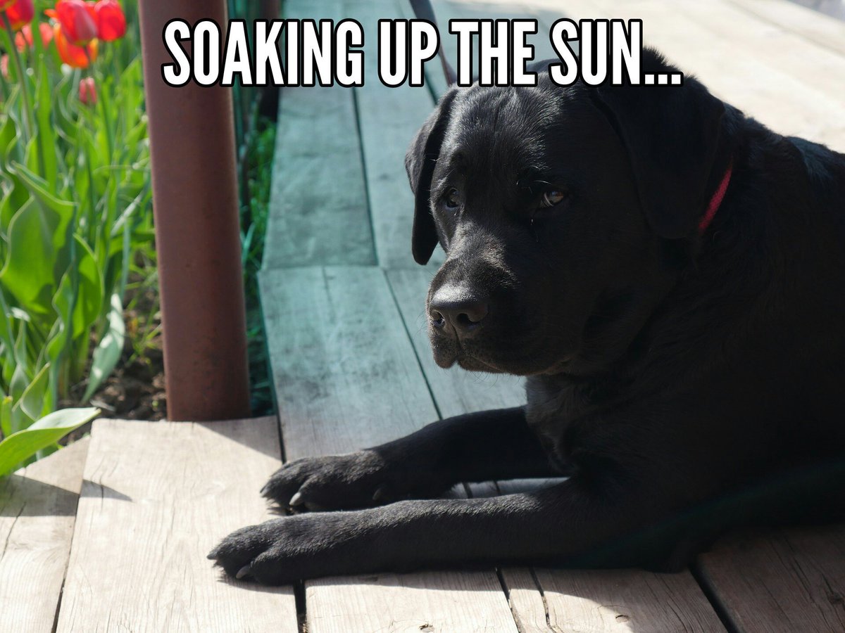 Anyone doing this today?!
#SundayFunday #sunshineatlast #dogs