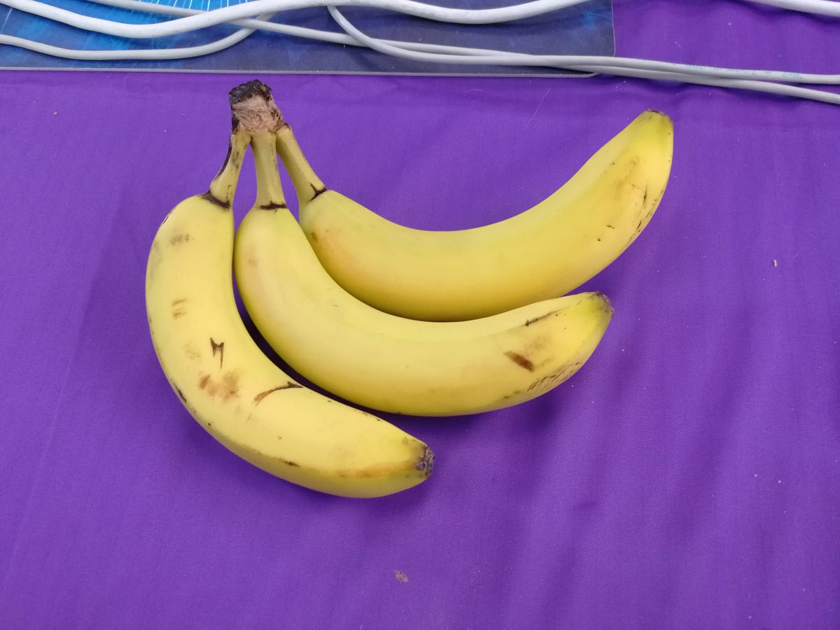 SnowmanHS_'s tweet photo. @FenoHS All your bananas are belong to us https://t.co/O0h0i1knrm