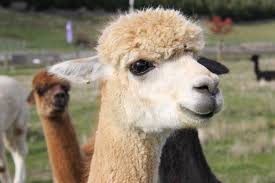 MediaLabUNMSM's tweet photo. #SanMarcos tiene el primer laboratorio de clonación de #Alpacas del mundo. Conoce más de este proyecto liderado por la bióloga Martha Valdivia en este podcast producido por #MediaLabUNMSM.
https://t.co/pEdWGypMFM https://t.co/75CEwr1NZp