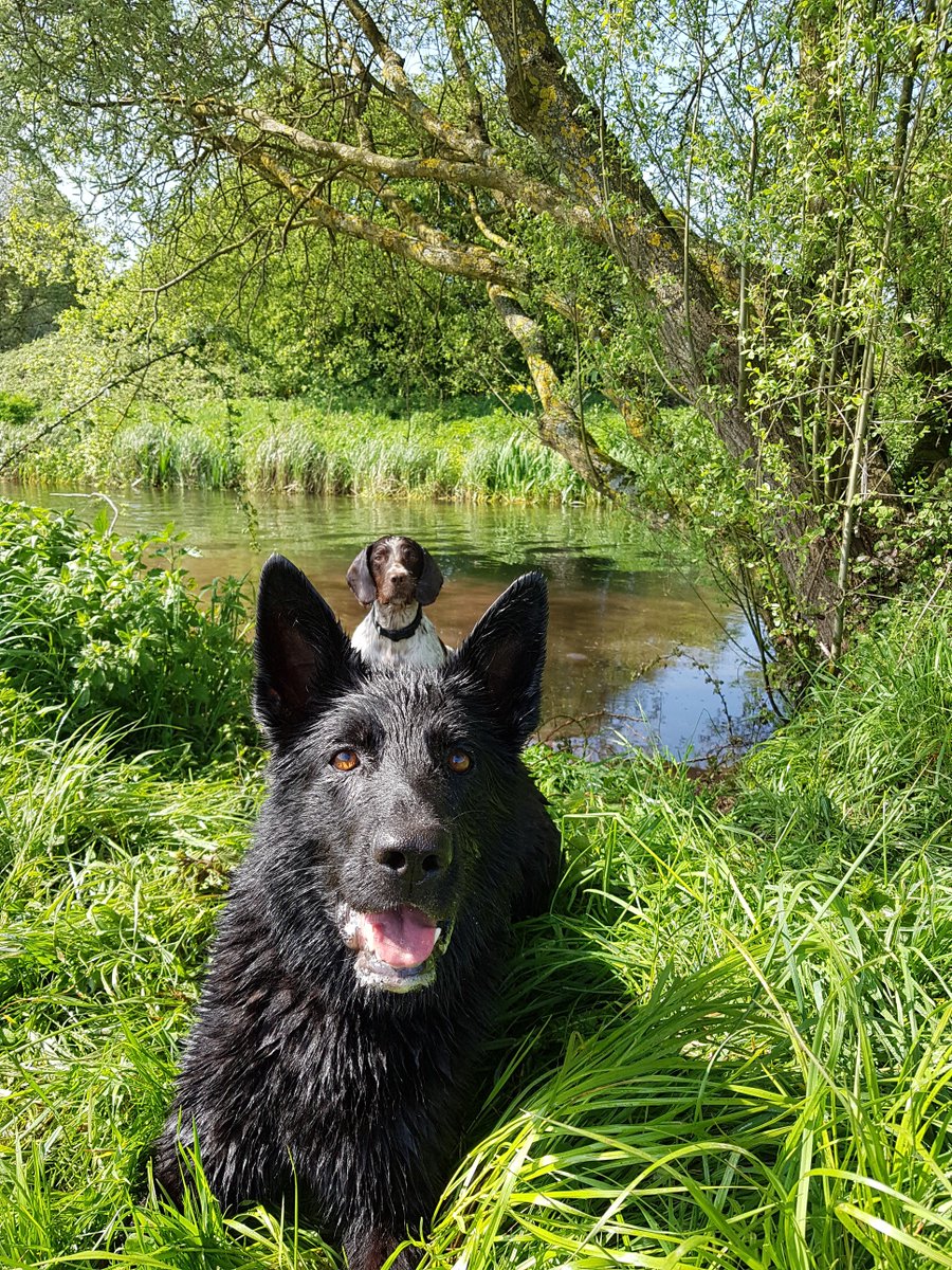 PoliceDogDorset's tweet photo. All I wanted was one photo of PD Be and PD Rodney has to photo bomb her 🤦🙊 such a spaniel! https://t.co/9XUrIq4FOG