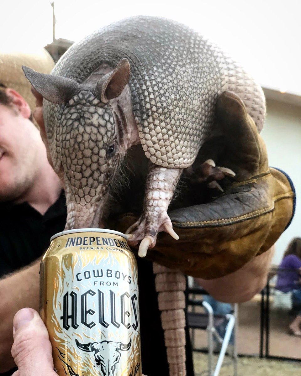 indybrewing's tweet image. This armadillo knows what's up.🍻Enjoy our spring seasonal Cowboys from Helles while you can, partner! 🤠 
.
.
.
.
.
#independencebrewing #springseasonal #helles #helleslanger #independencebrewing #independencebrewingco