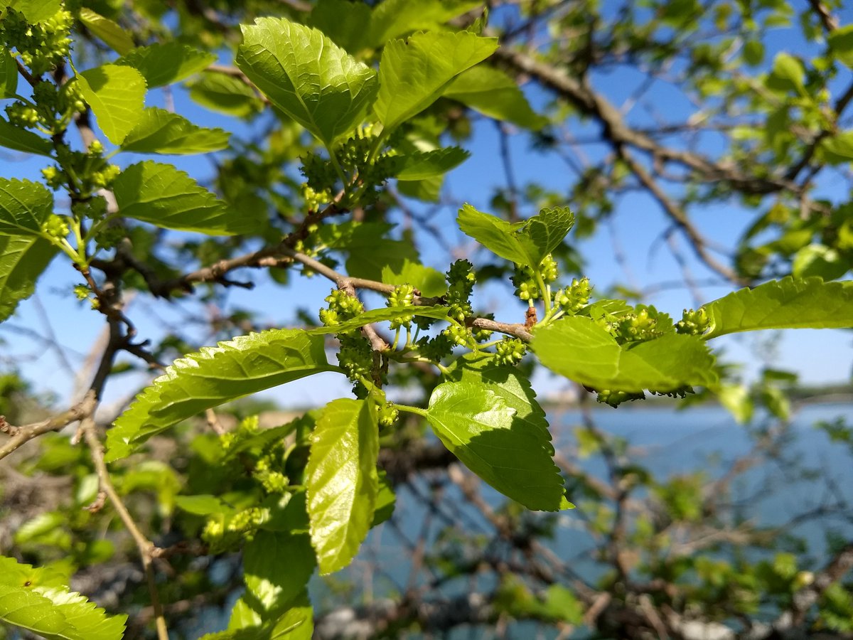 Looks like there could be a bumper crop of Mulberries this year at Lehigh Portland Trails #lehighportlandtrails #wildedibles #urbanorchard