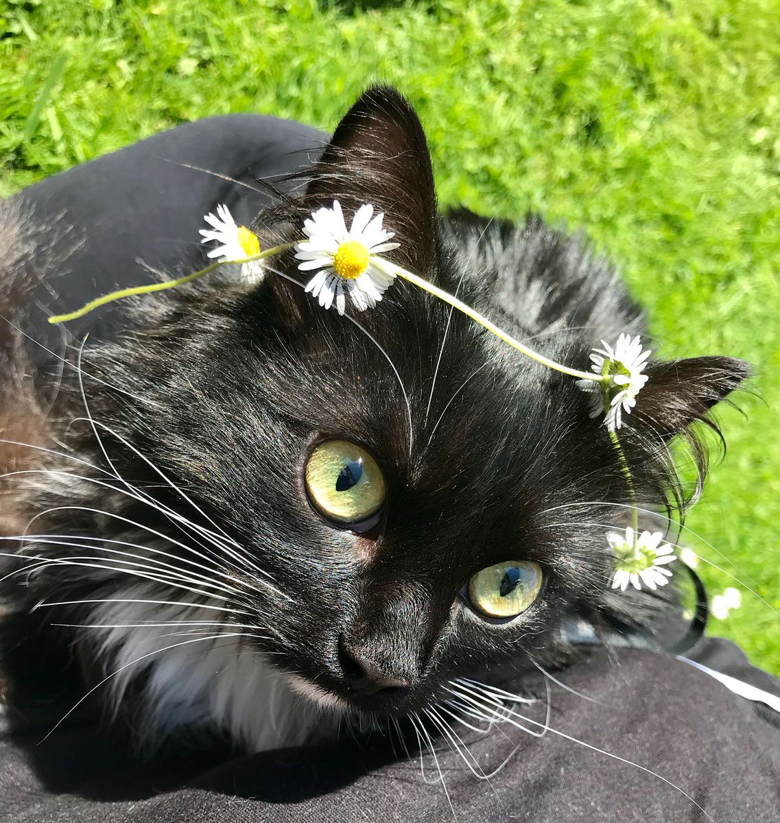 Phoebe_Mieow's tweet photo. Today I temporarily swapped my princess crown 👑 for one made of flowers #hippycat #atonewithnature #daddyisacreativegenius https://t.co/RImrbBfmki
