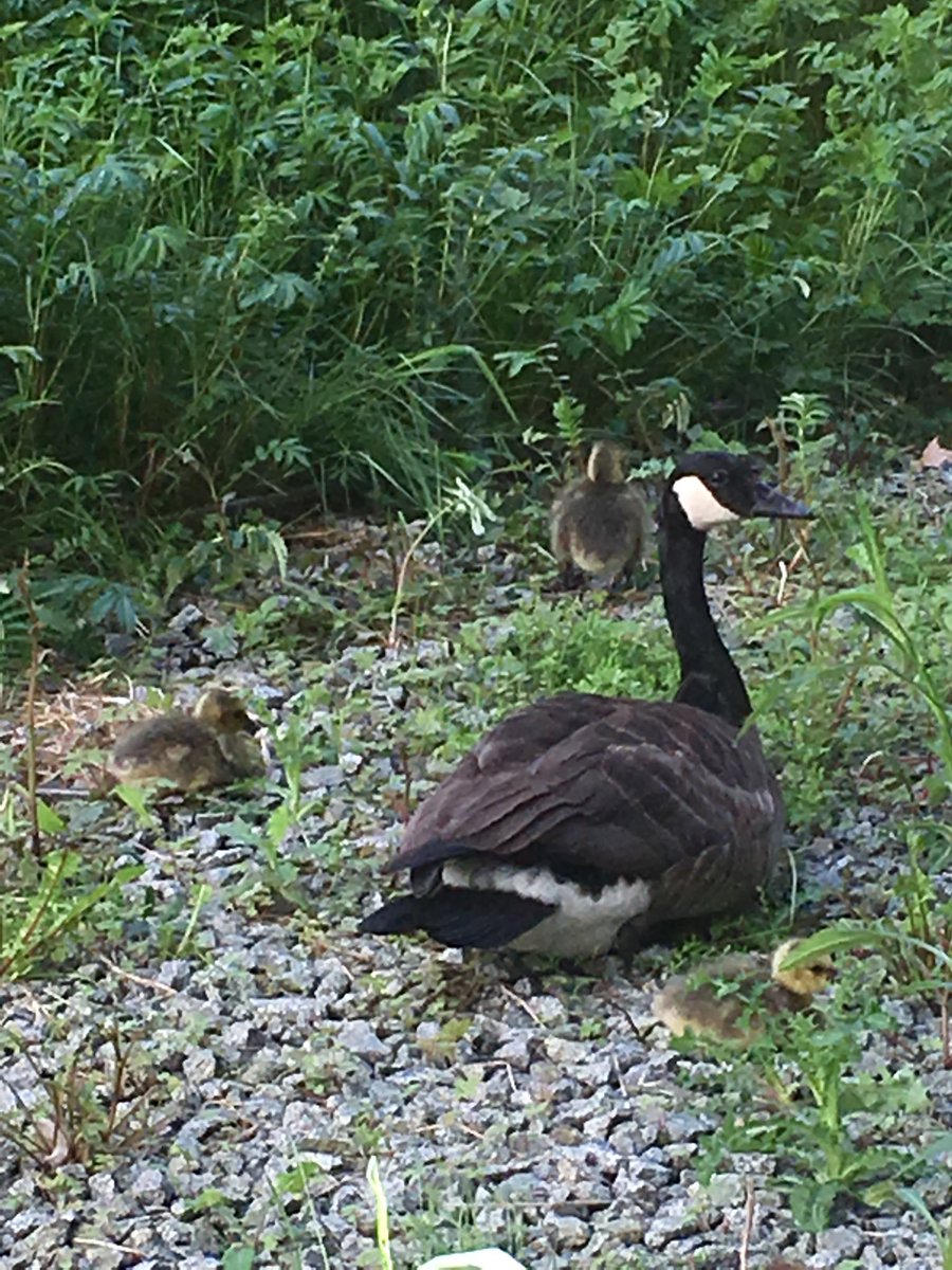 The Canadian Geese are ready for #CIMBC18 conference starting today!  @CIMorg