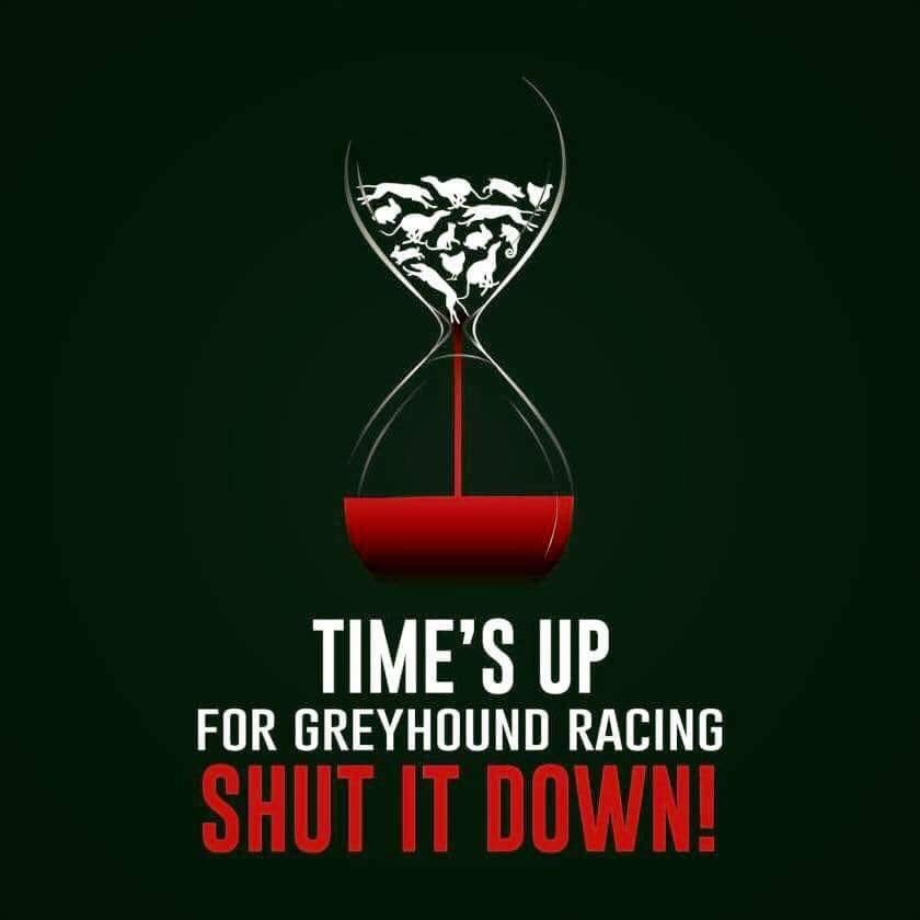 nuhares's tweet photo. @CAGEDnw #timesup #GreyhoundRacing #Time2ban it #Greyhounds r #dogs too they r just #pets not #bets 
➡ @GreyhoundBoard 
➡ @GBGBStaff it's your FAULT if racing #Greyhounds R #expired &amp; NOT #retired it's time to consign #GreyhoundRacing to #History books 📚 @PeterEgan6 https://t.co/1Pohkl58wi