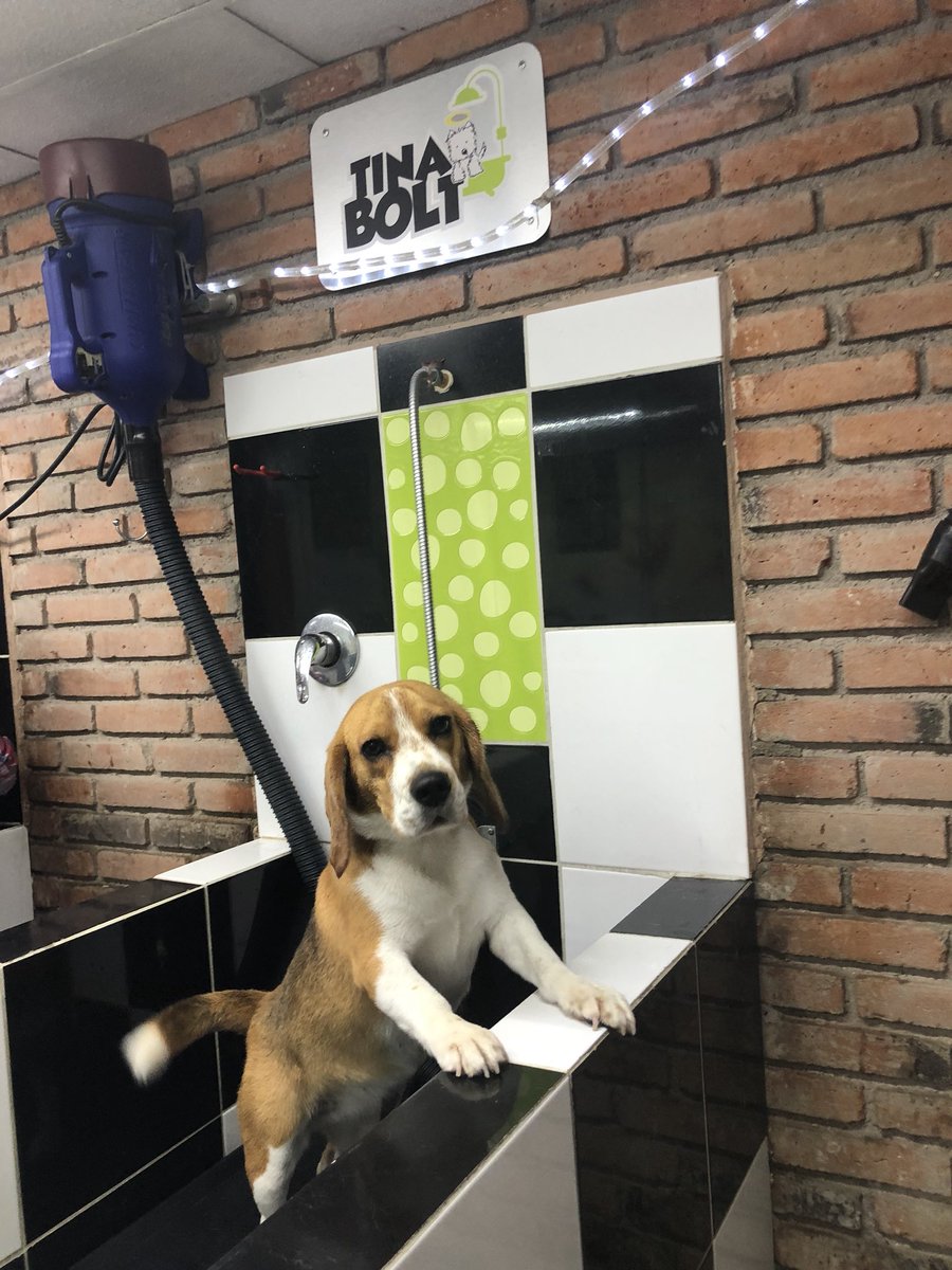 VitalLiberato's tweet photo. Hoy toco baño y la experiencia nos encantó. #Isha#Bartola#Jude Gracias por la recomendación @perrhijos, súper servicio @sncanitoystones #dogclean https://t.co/lBJPOwkYRu