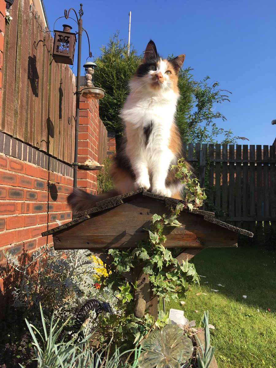 SteveJ2403's tweet photo. Eva enjoying the Bank Holiday blue skies ☀️😻
#CatsOfTwitter #EvaCat https://t.co/cKe8hiQUz8