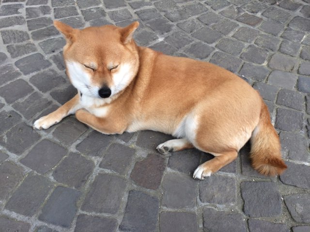 Mybus ドイツ 公式 Twitterissa 街角の柴犬ー 地上の星の音程で モーリッツブルク滞在3時間程の間に2度も柴犬連れとすれ違った件 もしかしてモーリッツブルクで流行し始めてる ドイツ ワンコ 柴犬は良いぞ