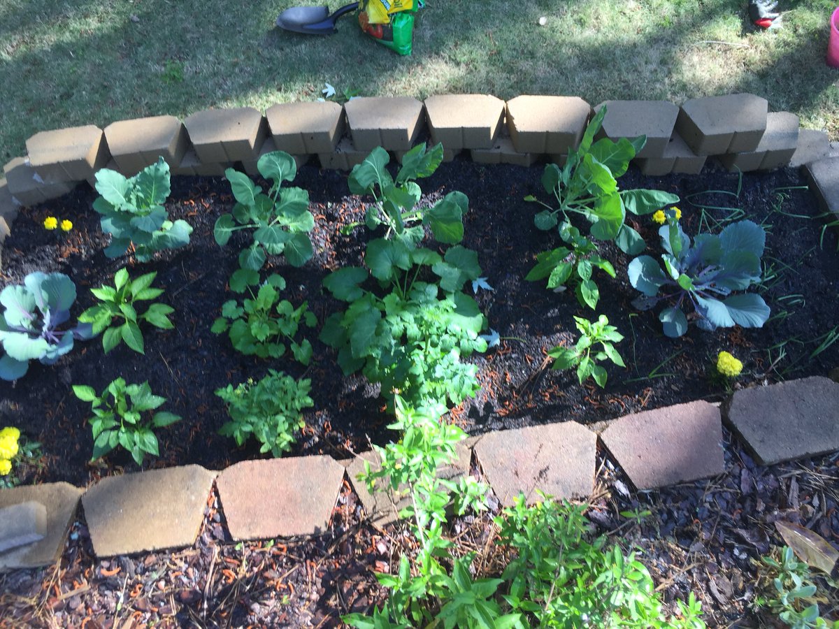 JordanDWinter's tweet image. The harvest will be bountiful and glorious! #proudparent #veggiegarden