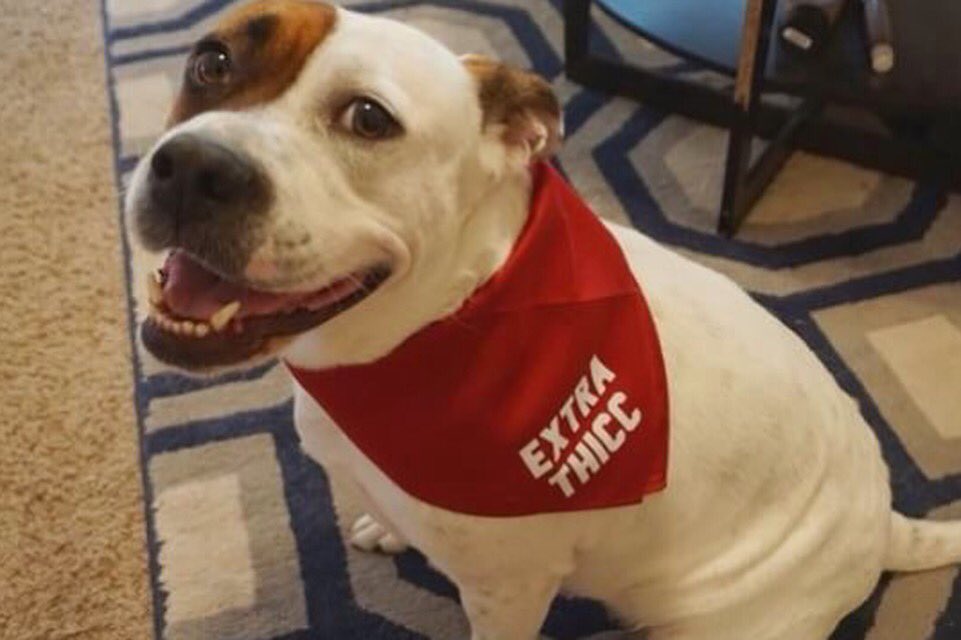 AwkDogMom's tweet photo. Meet Candie! https://t.co/DgcvstQBiq