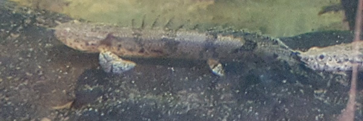 MacQuatics's tweet image. Saddled birchir on sale now from £12