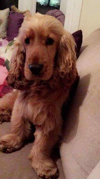 millypod1's tweet photo. 02 Dec 2017. 🆘COOPER #Lost #STOLEN #ScanMe  
Fox Red Cocker Spaniel Male
Nuttscorner #Crumlin #NorthernIreland #BT29 
PLEASE SHARE.
#BT13 #BT14 #BT15 #BT28 #BT36 #BT39 
https://t.co/dQnEriqyqp https://t.co/Mt1dLuAYuO