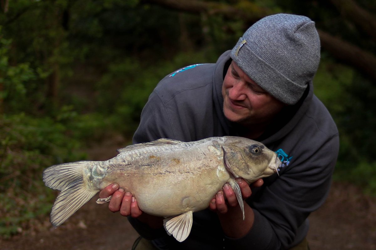 Consultant <a href="/TeaLeaf1975/">Dreaming Of Carp - Keith Henley</a> got out for a short mid week session...rewarded with a common on our #curv hooks and a ghostie off the top using our widegapes #armohawk